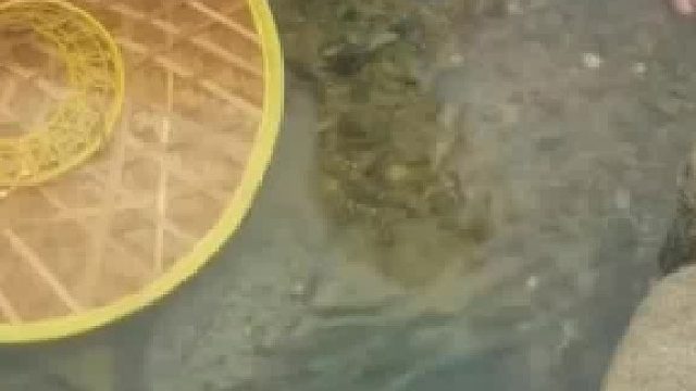 抓过鱼的都知道这有多难