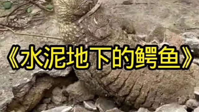 鳄鱼钻进水泥地，把村民吓尿了