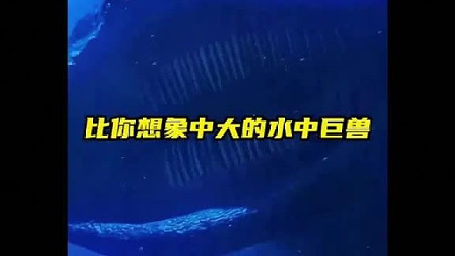 比你想象中大的水中巨兽