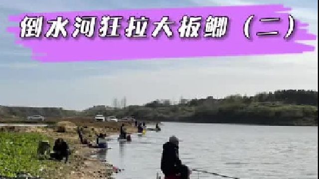 倒水河“野钓争霸赛”，今天狂拉大板鲫，偶遇钓友鱼竿被拖走