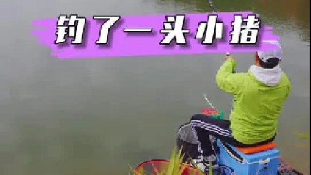 黑坑水库盘老板，今天一不小心钓了一头小猪。