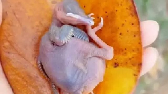 女孩在野外捡到一只哭喊的小怪物，没想到它长大后竟能帮女孩带娃