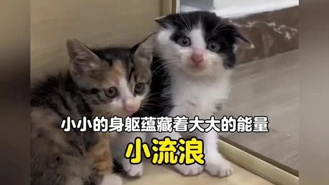 小小的身躯蕴藏着大大的能量