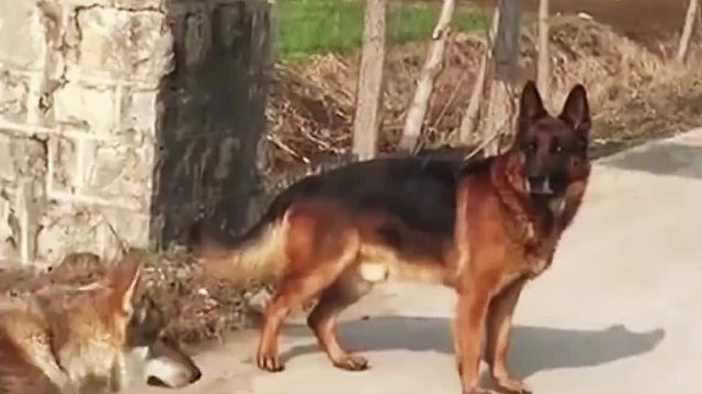 深夜偷跑出去约会母狼