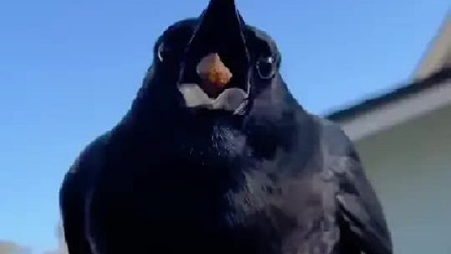 女孩在野外捡到一枚奇怪的绿色鸟蛋，没想到最后竟孵化出一只乌鸦