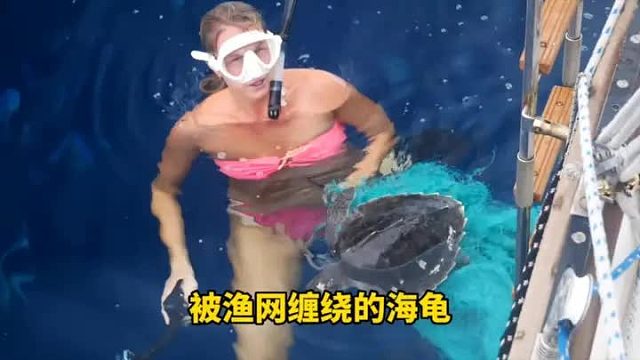 当好心人救助海龟之后，海中发生了令人不可置信的一幕，万物皆有灵性