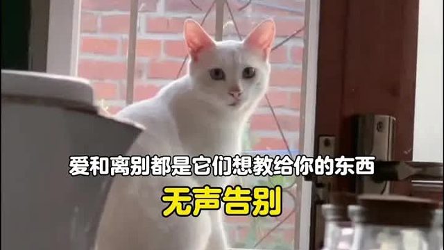 不要难过，爱和离别都是小猫想教你的东西