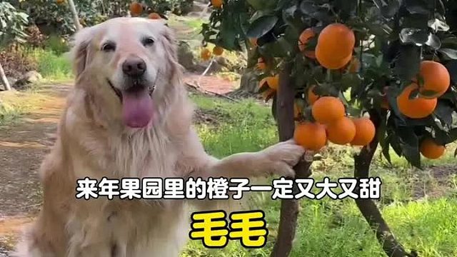 爱和离别都是小狗想要教会我们的事