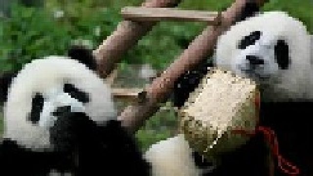 熊猫喀秋莎不喜欢可爱的除非是自己养的