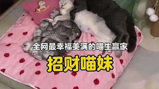全网最幸福美满的喵生赢家