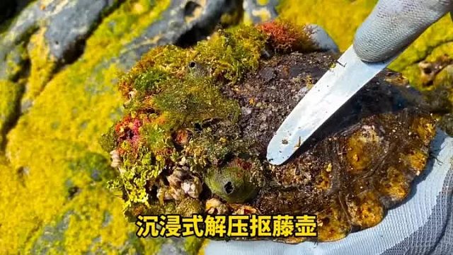 今天居然遇见藤壶长在龟壳上，清理过程极度舒适