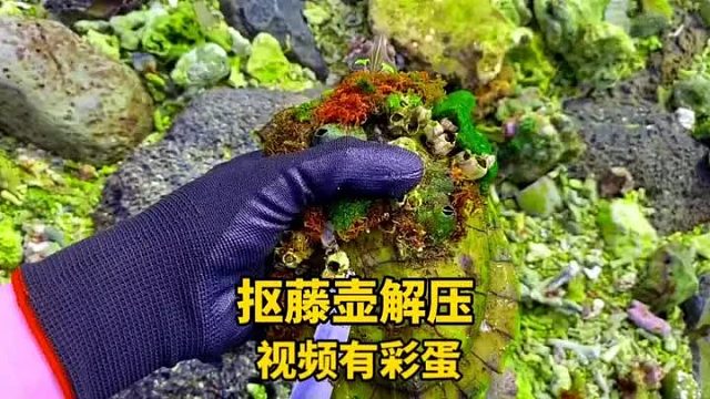 幼年藤壶真可爱，抠起的藤壶，掉下的压力