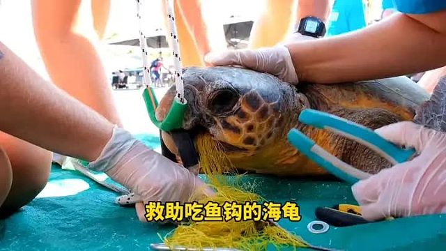 海龟三天没吃饭是海龟，将渔网吃下，渔网里面还暗藏鱼钩，直接勾住海龟的舌头