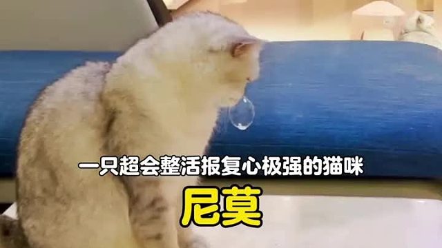 原来猫和老鼠不是动画片，是纪录片