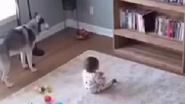 暖心瞬间：狗狗舍身护主！