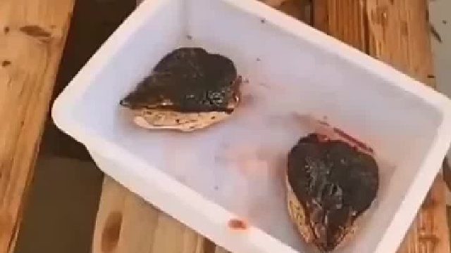 五步蛇头被砍下来，还能咬人