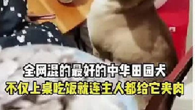 不仅上桌吃饭就连主人都给它夹肉