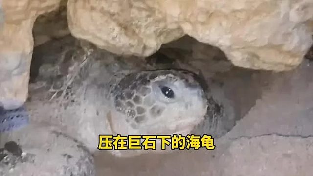 一座巨石下面被压着一只海龟，海龟已经奄奄一息，幸好遇见了两位小哥
