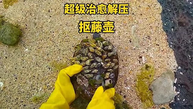 村西头的来二狗子来找我做套餐，清理藤壶过程超级治愈