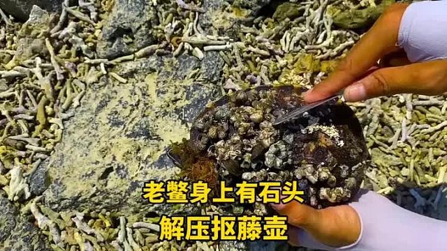 在海边有意外发现，一只老鳖长满了藤壶，清理过程太解压了