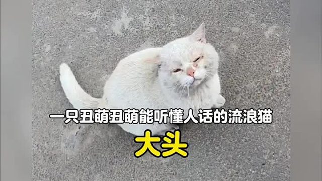 “猫猫我呀，很确定你就是我的妈妈”