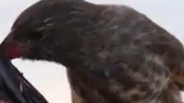 达尔文雀吸血还吃鸟蛋，受害者鲣鸟为什么根本不在乎？