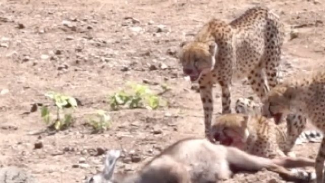 打工豹捉住的猎物又被抢走了！猎豹会继续保持佛系吗？