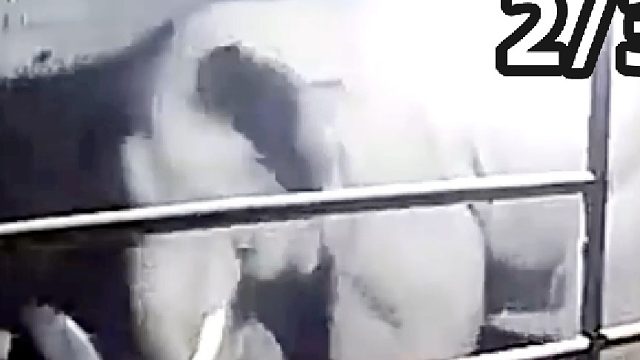 大象打牛有多吓人？牛3兄弟被碾压半小时，主人敢怒却不敢言