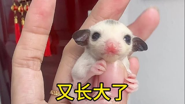 出袋以后就长很快啦，一天一个样子