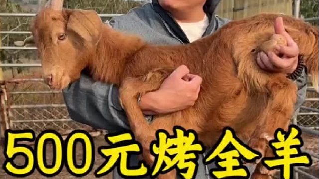 500元烤全羊