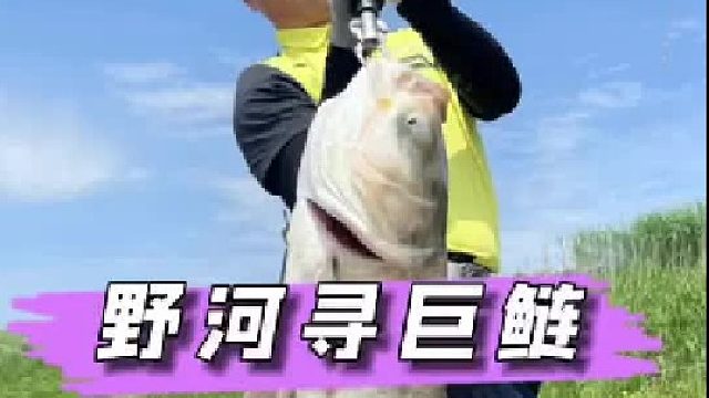 野河荡里寻巨鲢