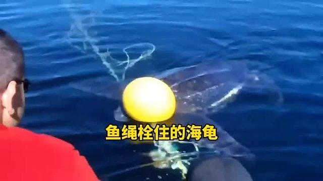 有人故意用绳子下套去困住小海龟，幸亏遇见了善良的小哥