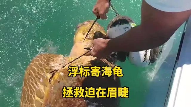 大海龟脖子被浮标缠绕，命悬一线，千钧一发幸好遇见了救援队