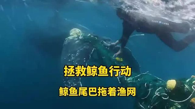 一只鲸鱼主动靠近船只求救，只因尾巴快被沉重的渔网割断