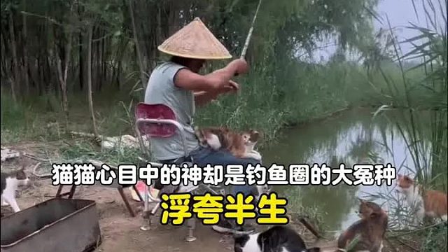 只因无意间投喂了一只流浪猫，竟让他从一个钓鱼佬沦为资深猫奴
