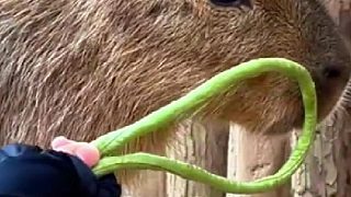 豆角魔咒任何生物吃多了豆橛子都會對其退避三舍