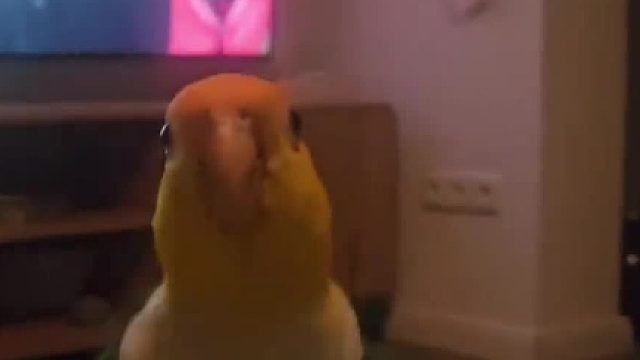 鹦鹉：就没有我学不会的