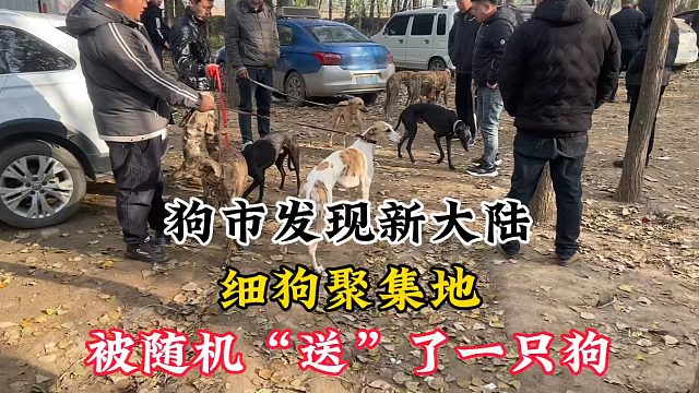 逛河北大型狗市发现新大陆，细狗聚集地，还被随机“送”了一只狗