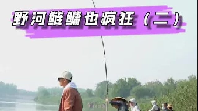 野河鲢鳙也疯狂，今天目标250斤