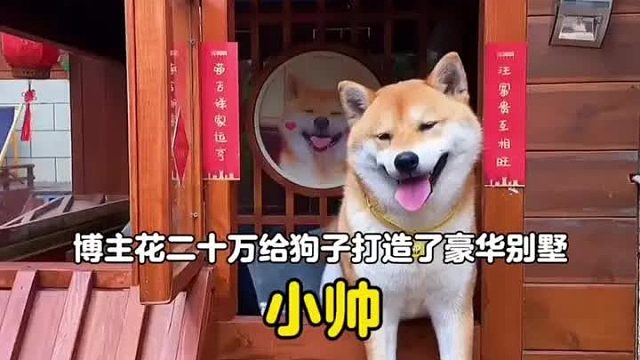 全网最听劝的铲屎官，花费二十多万只为给狗子打造一个梦幻庄园