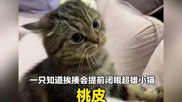 一只知道自己要挨揍会提前闭眼的超雄小猫
