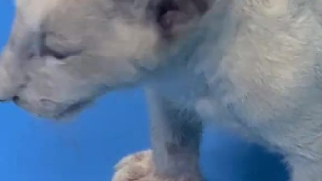 狮子：别看我小！我发起脾气来也是很厉害的！