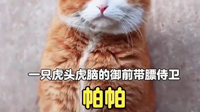 一只虎头虎脑的御前带膘侍卫