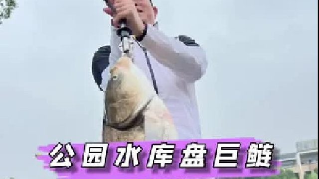 公园小水库钓巨鲢，切线跑鱼状况不断，老板含泪挣了我300