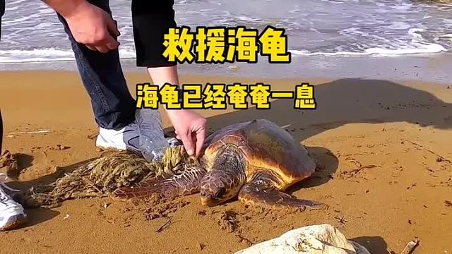 又是一只海龟被绳子缠绕，只剩下一口气了，还好遇见了两个好心人