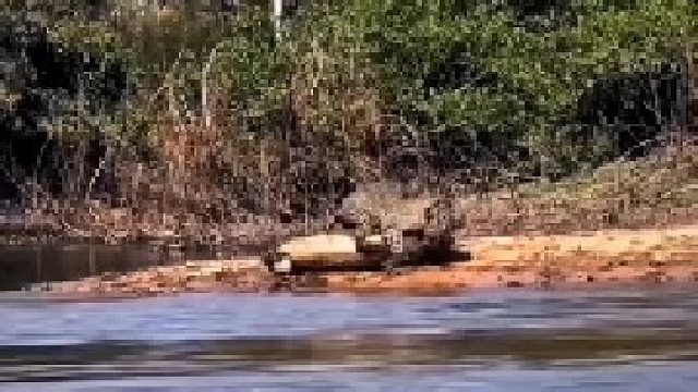 美洲豹跃出水面一口咬住鳄鱼后颈！