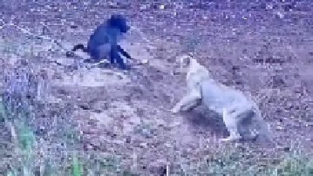 倒霉的狒狒遇到狮群捕猎！野外太残酷了！