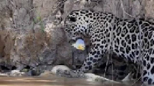 美洲豹捕猎鳄鱼时遭到食人鱼攻击！