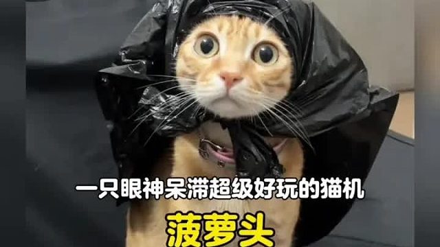 一只眼神呆滞超级好玩的猫机，动不动就宕机卡死