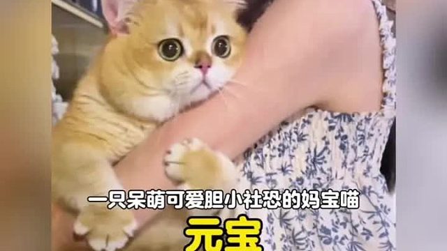 谁能拒绝一只胆小社恐的妈宝喵呢